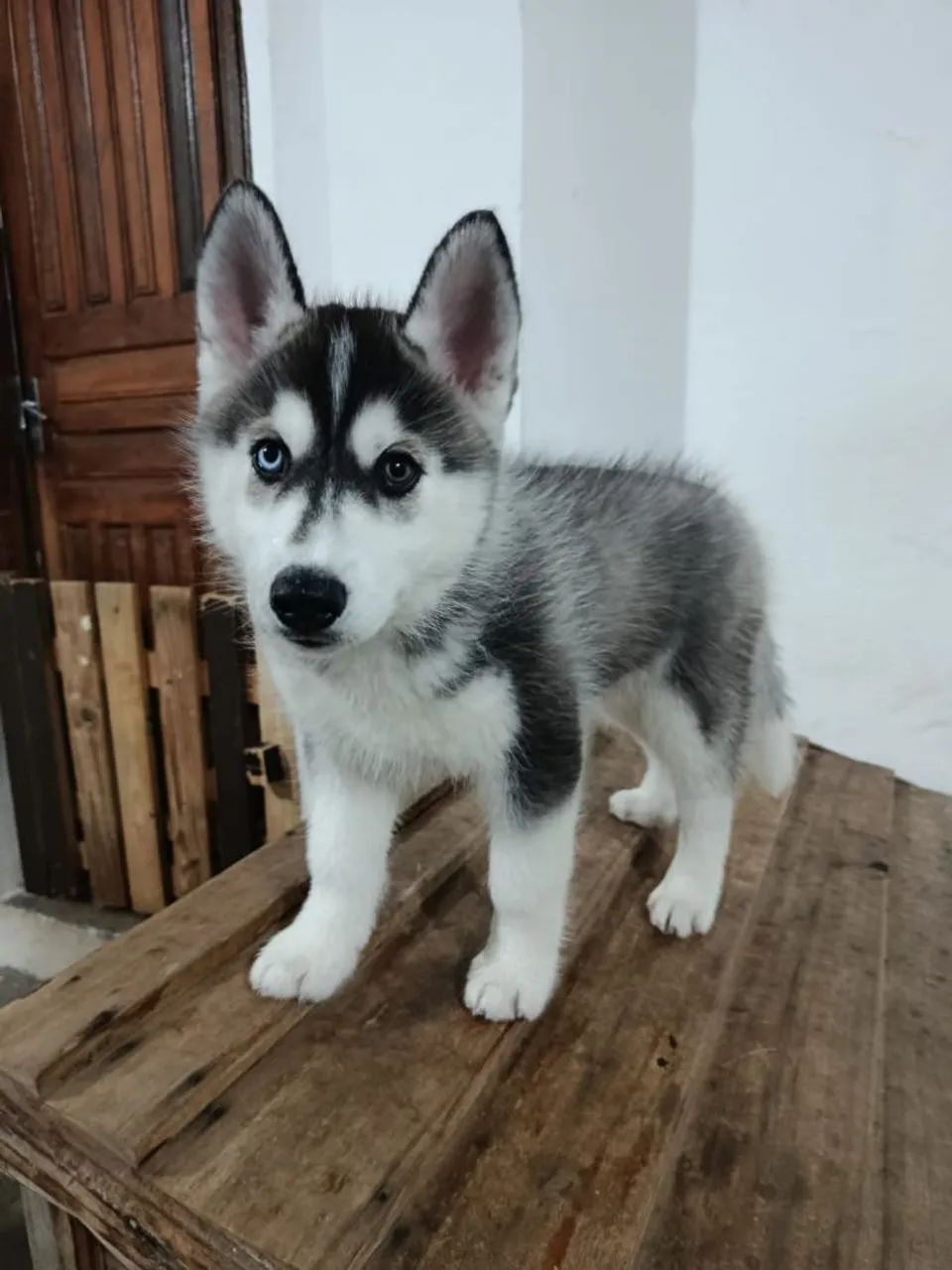 Filhotes de cachorro Ruskie Siberiano  - Foto 6