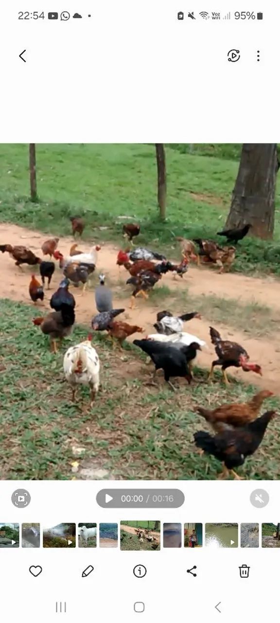 Pintinhos caipira  - Foto 2