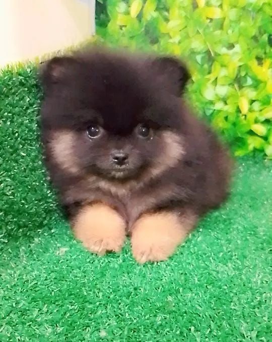 Lulu ,spitz alemão 
