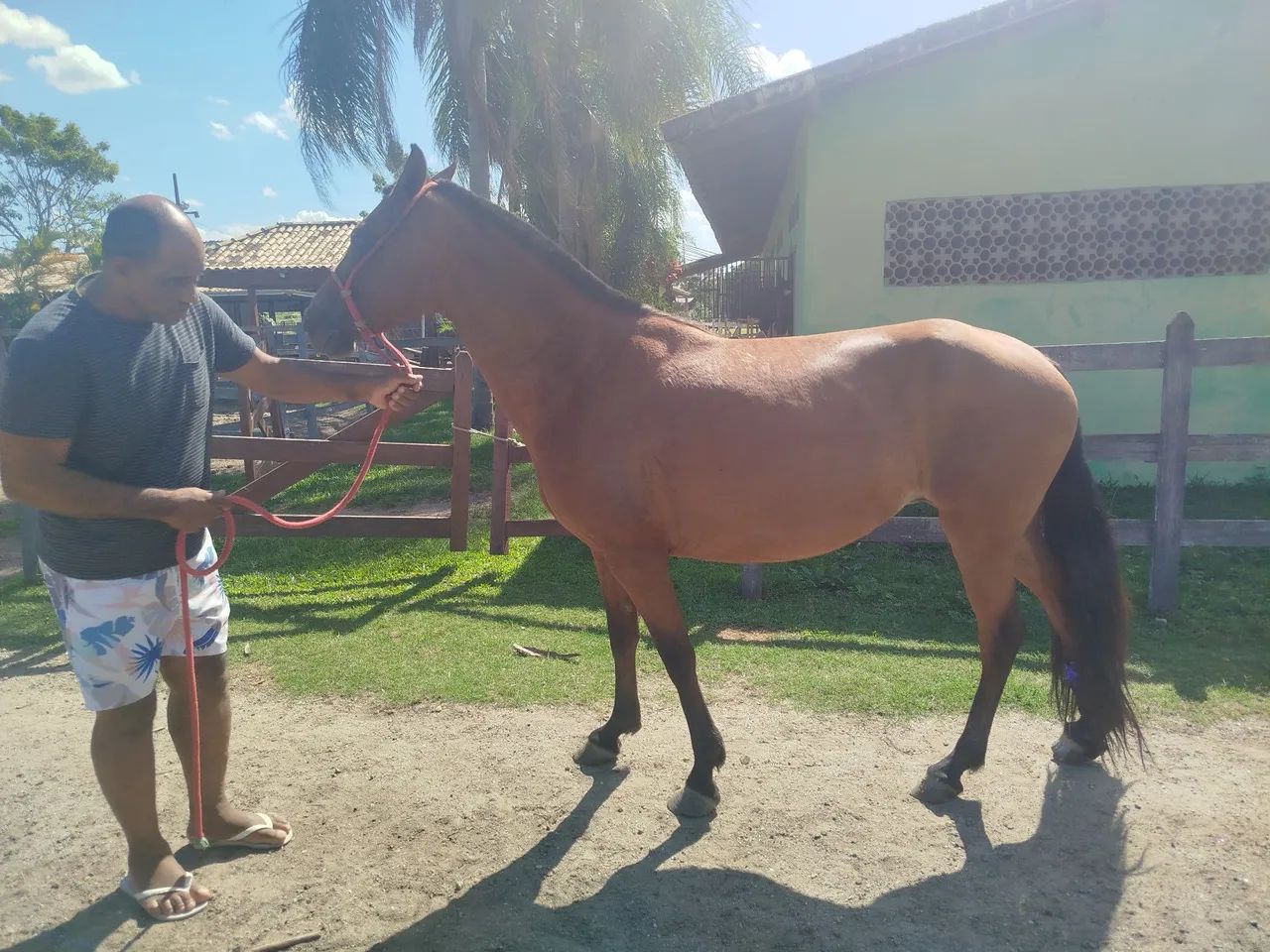Vendo égua matriz somente pra reprodução  - Foto 2