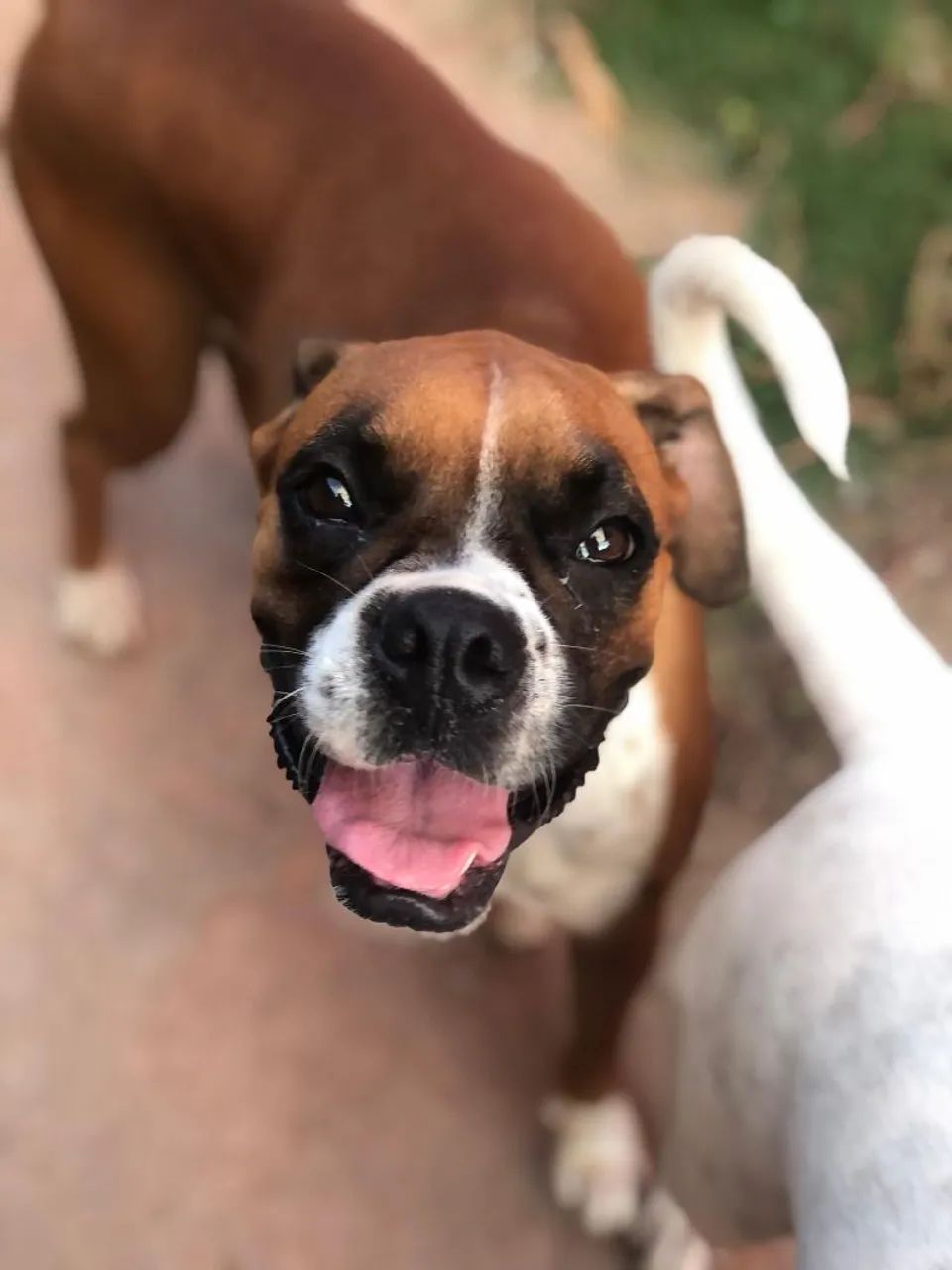 FILHOTES DE BOXER À VENDA - Foto 2