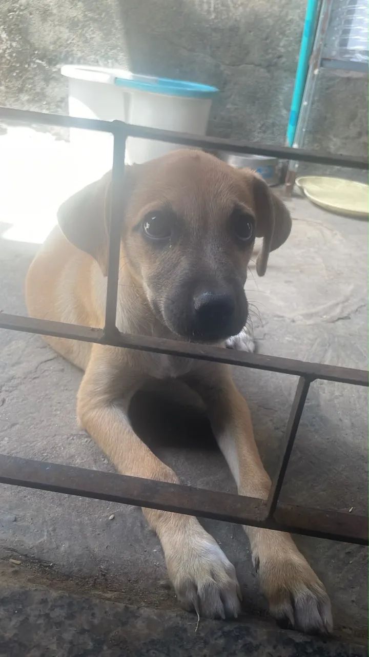 Adoção filhote 