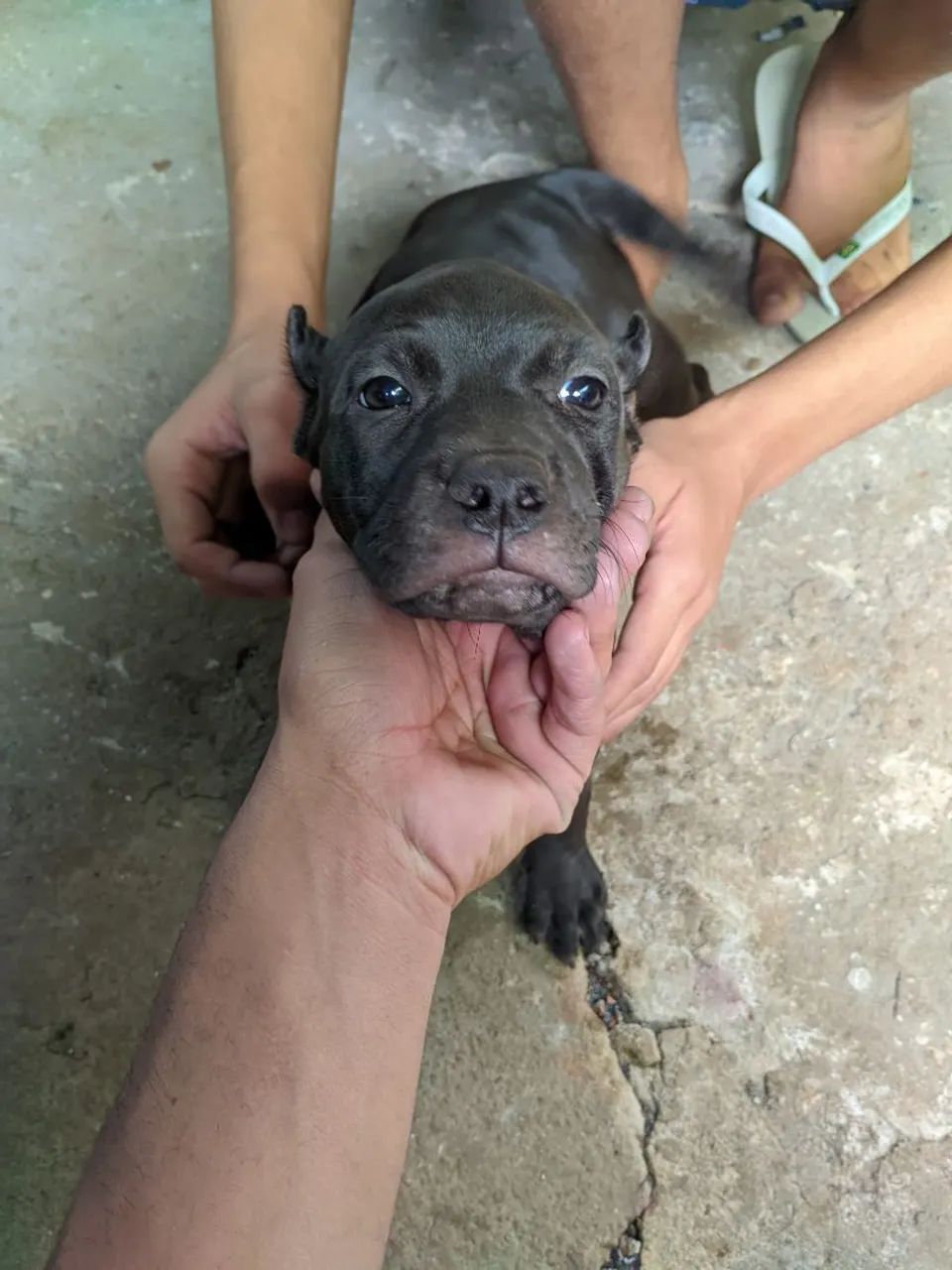 Filhotes de Pitbull  - Foto 3