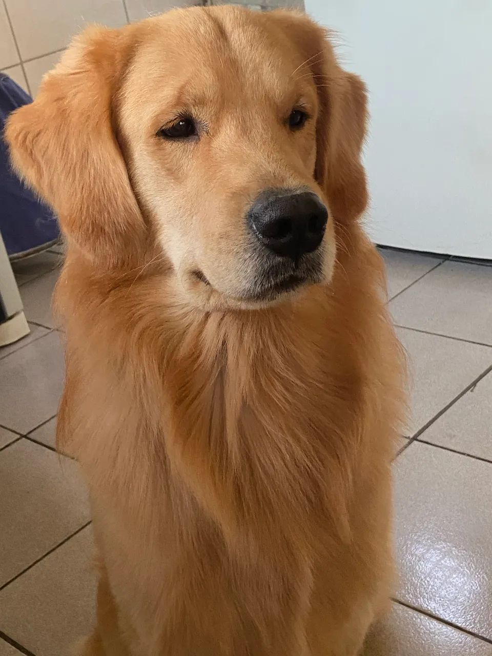 Golden Retriever macho Pedigree - Foto 3