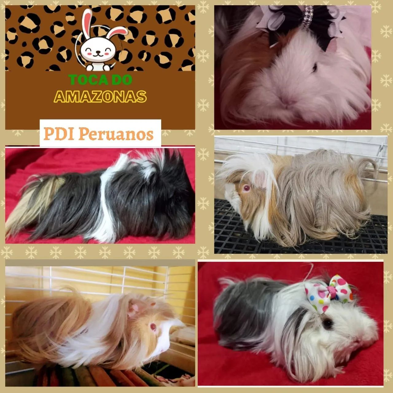 Porquinho da Índia Peruano