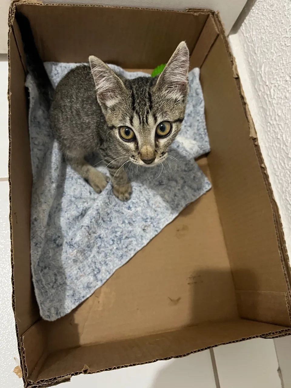 Doa-se essa gatinha - Foto 3
