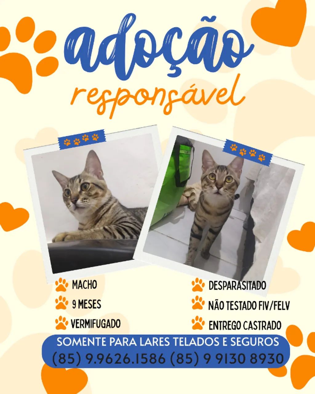 gato para adoção responssávcel  - Foto 3