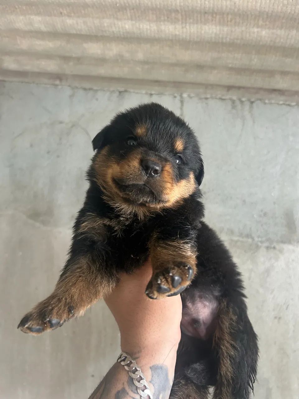 rotweiller filhotes  - Foto 3