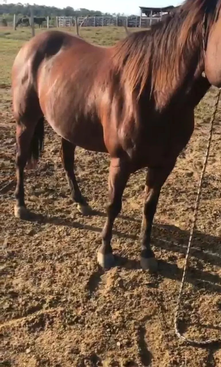 Cavalo quarto de milha domado - Foto 2