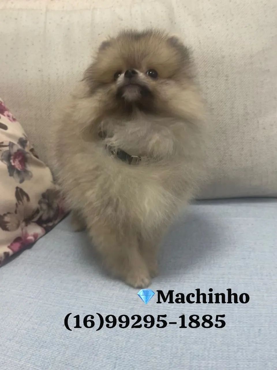 Machinho de spitz Alemão.  - Foto 4