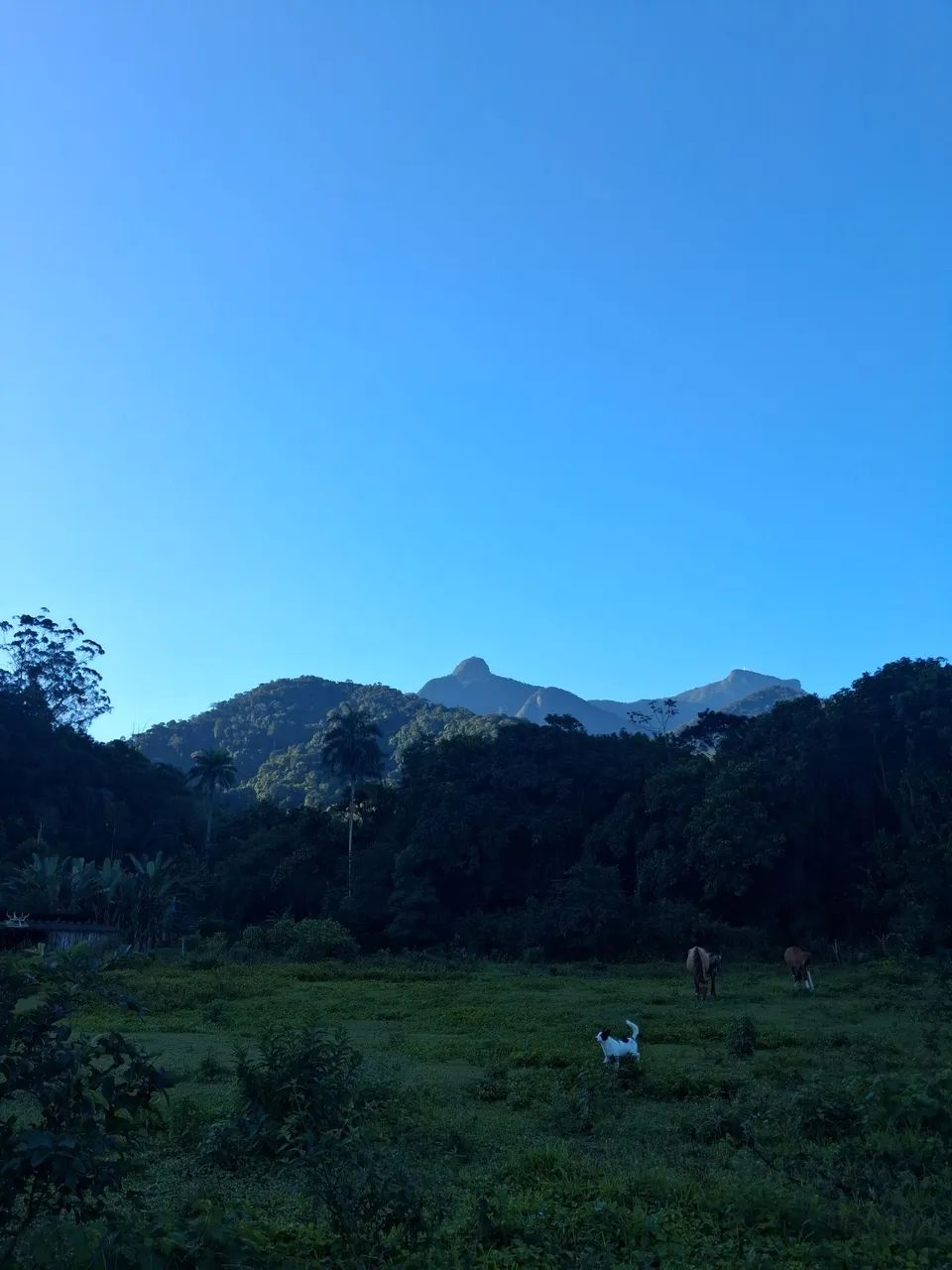 Mini sitio em Pau Grande - Foto 4