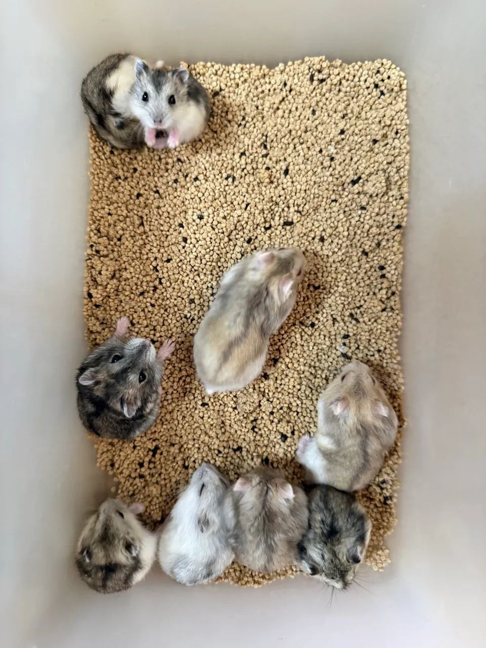 Hamster Anão russo  - Foto 3