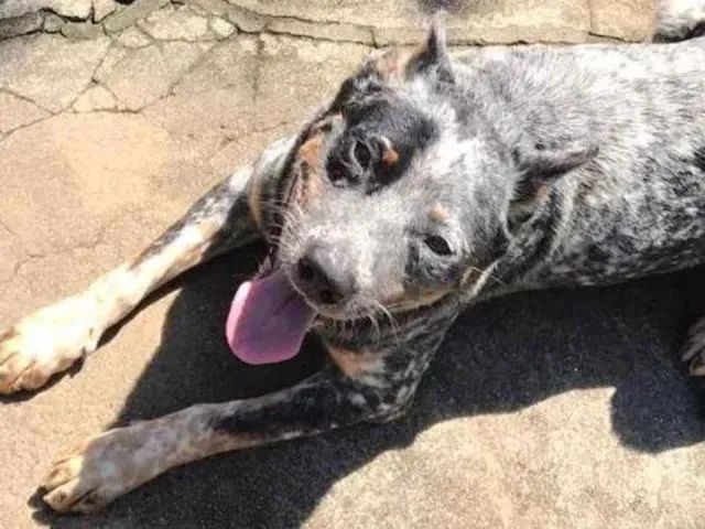 Doa-se Blue Heeler 