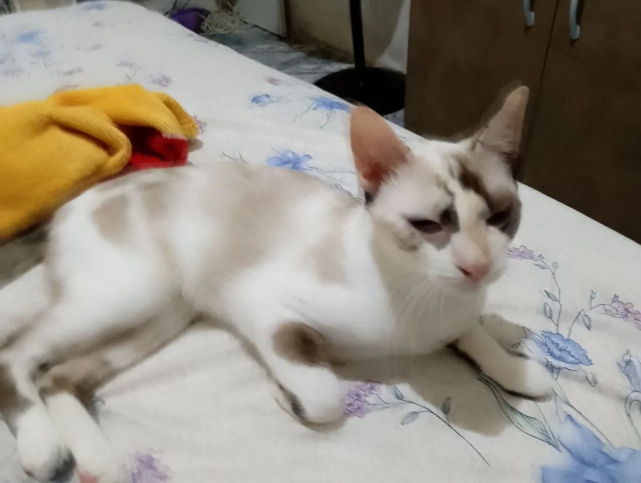 Gata adoção  - Foto 4