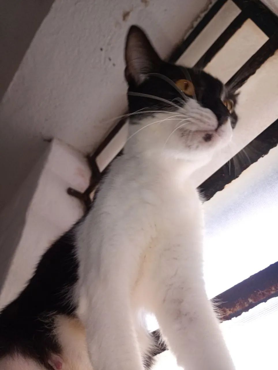 Gatinha castrada para adoção  - Foto 2