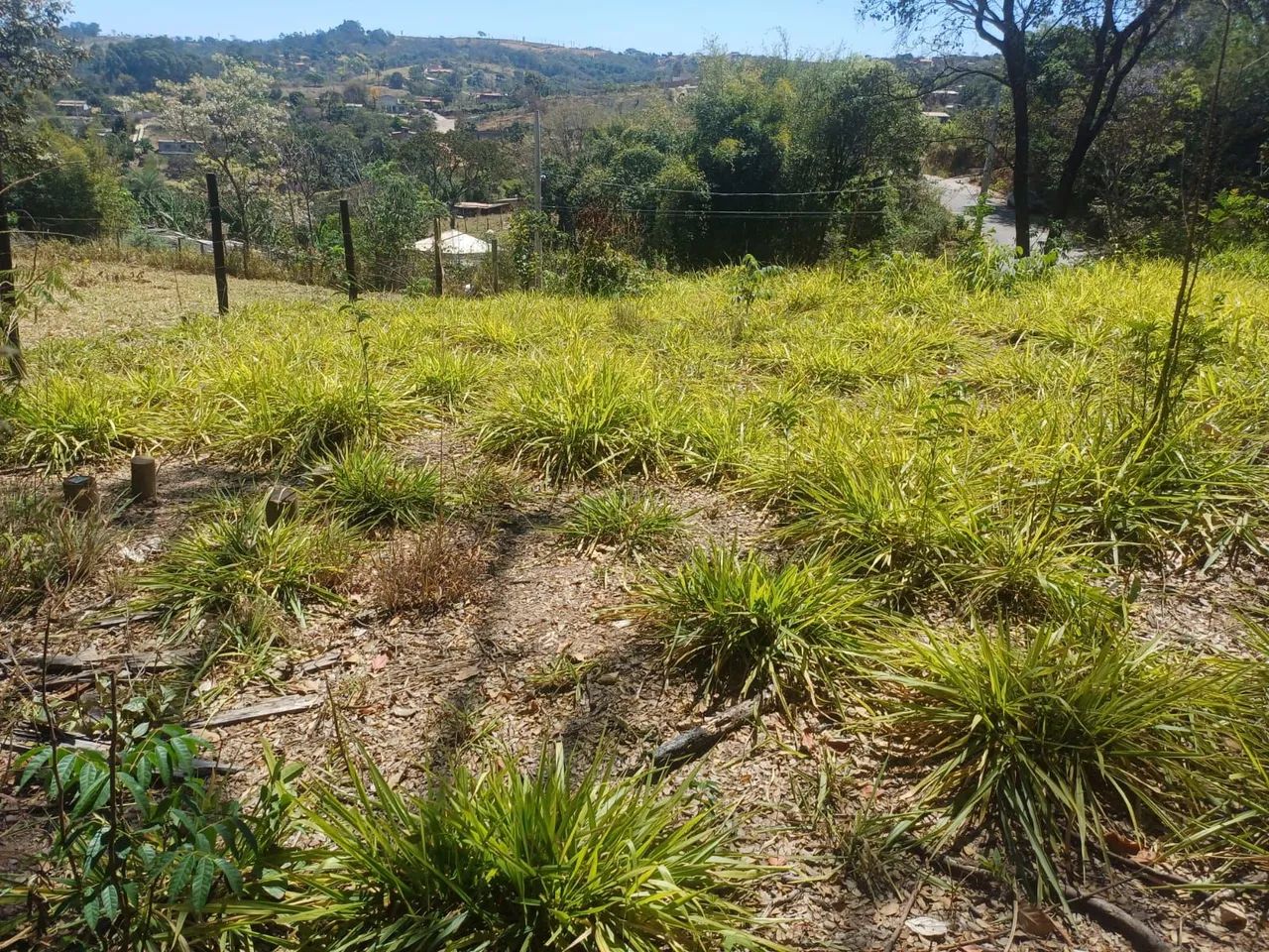 Vende-se lote barato em igarapé  - Foto 4