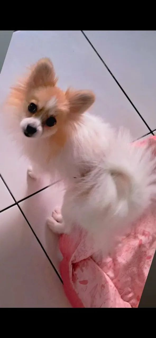 Splitz anã rapozinha - Foto 5