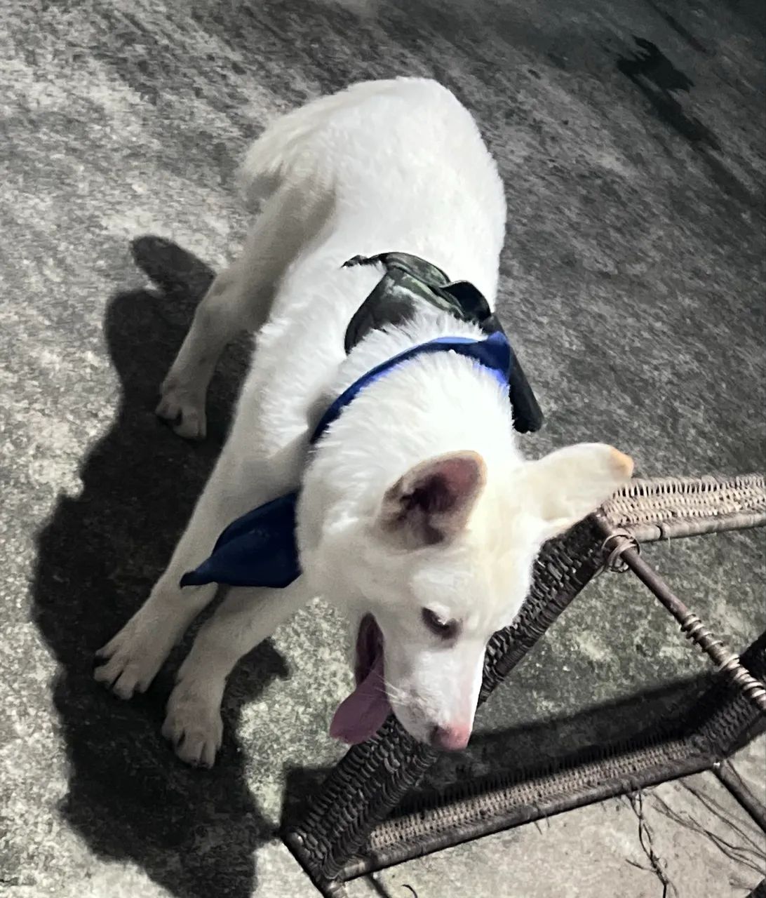 DOAÇÃO FILHOTE HUSKY SIBERIANO  - Foto 3