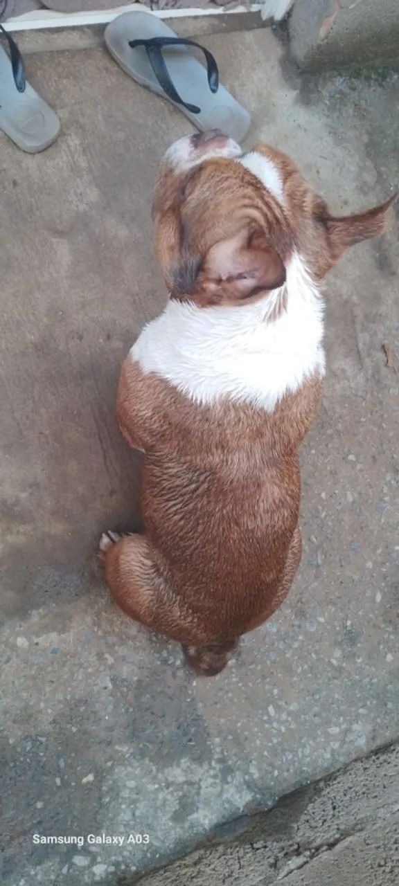 Estou doando american bully micro macho merlin com 1 ano  - Foto 2