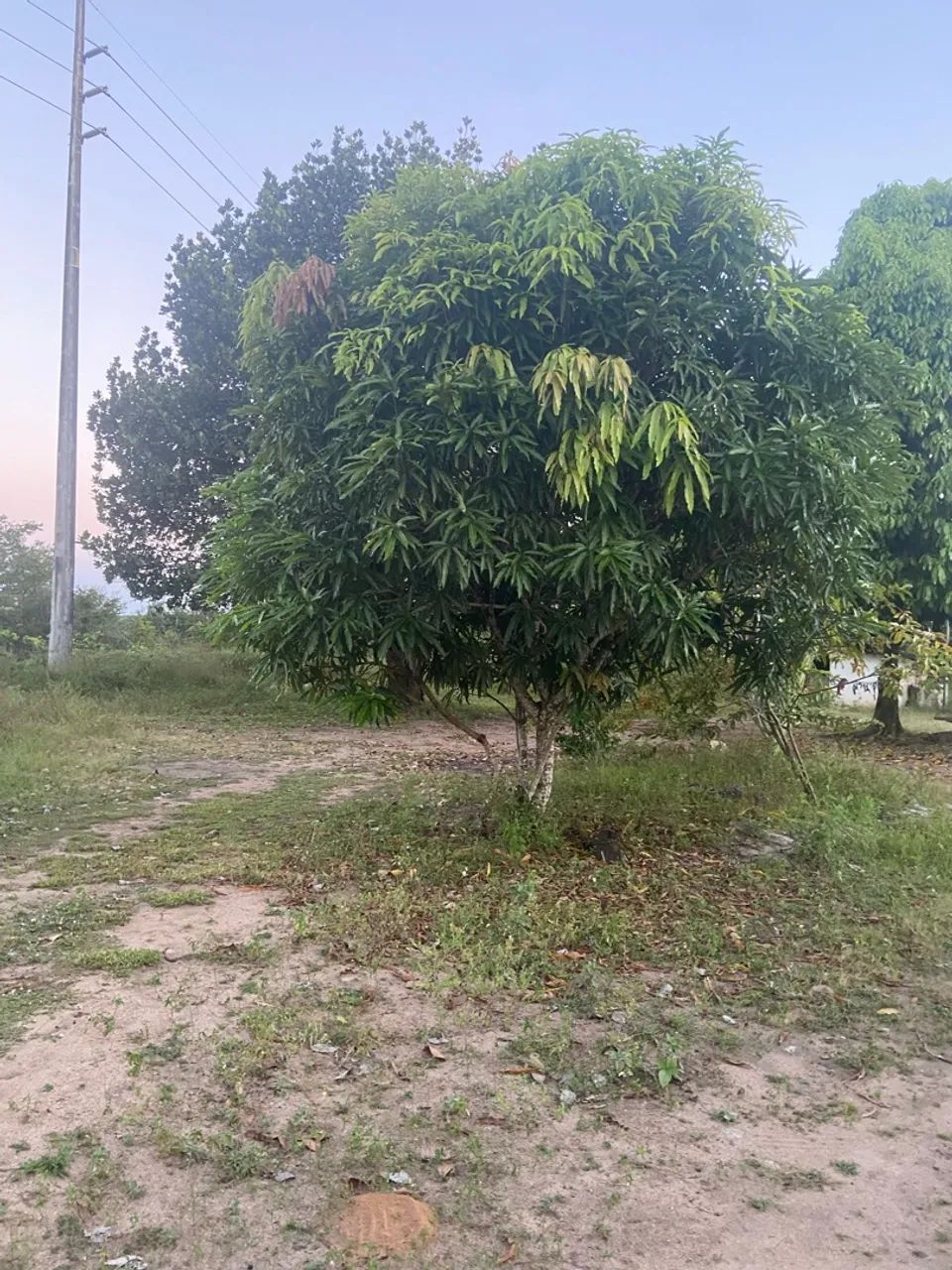 Sítio a venda, casa inclusa com a venda  - Foto 4