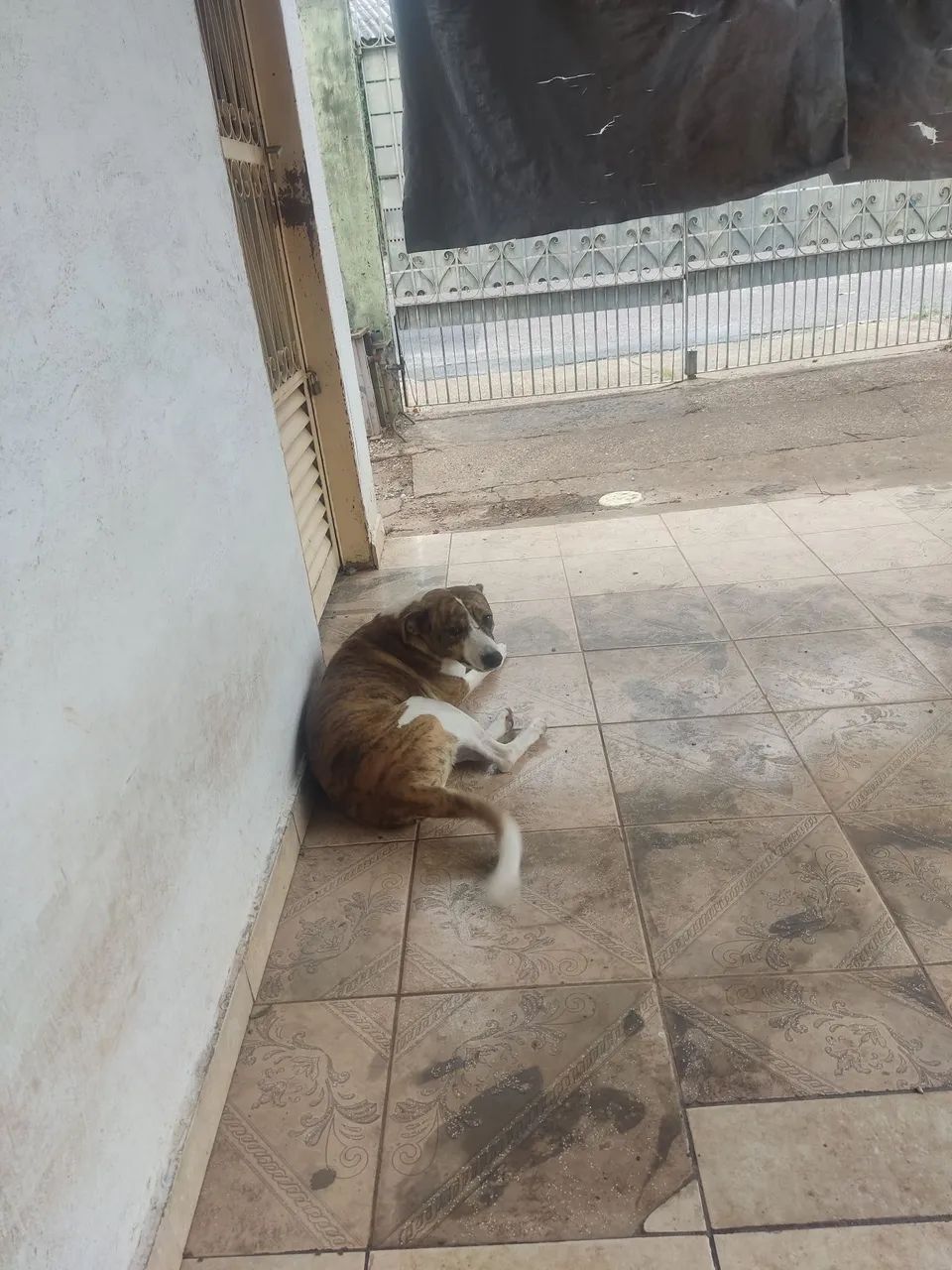 Doação castrado - Foto 4