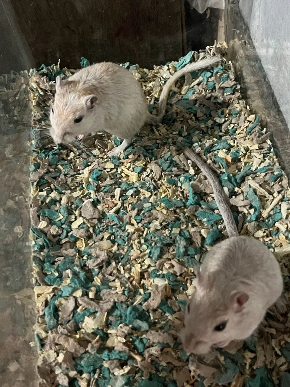 Gerbil(esquilo da Mongólia)