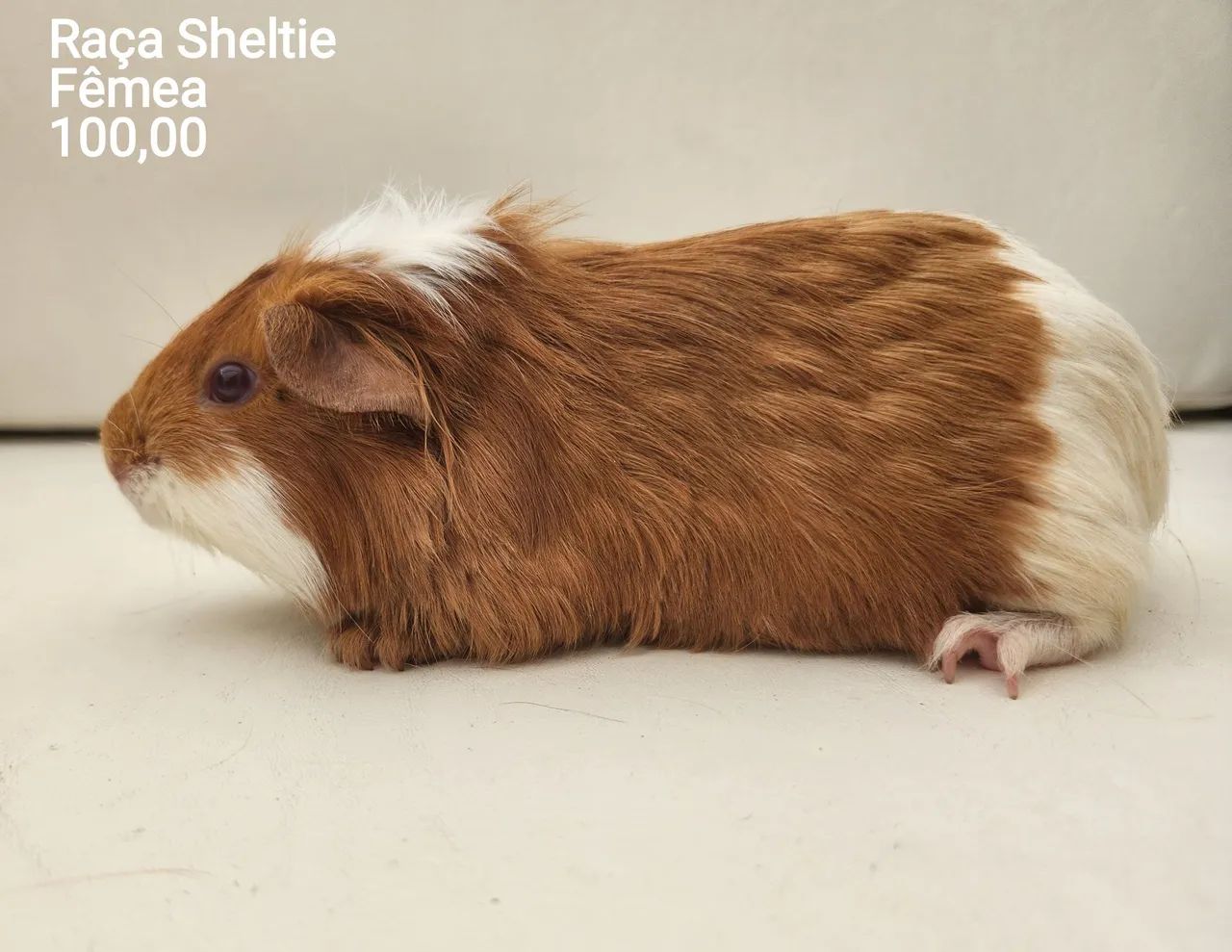 Porquinho da índia  - Foto 3