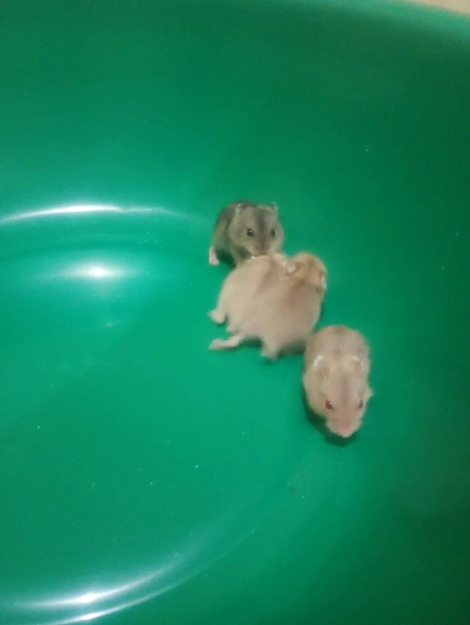 Hamster Anão Russo  - Foto 3