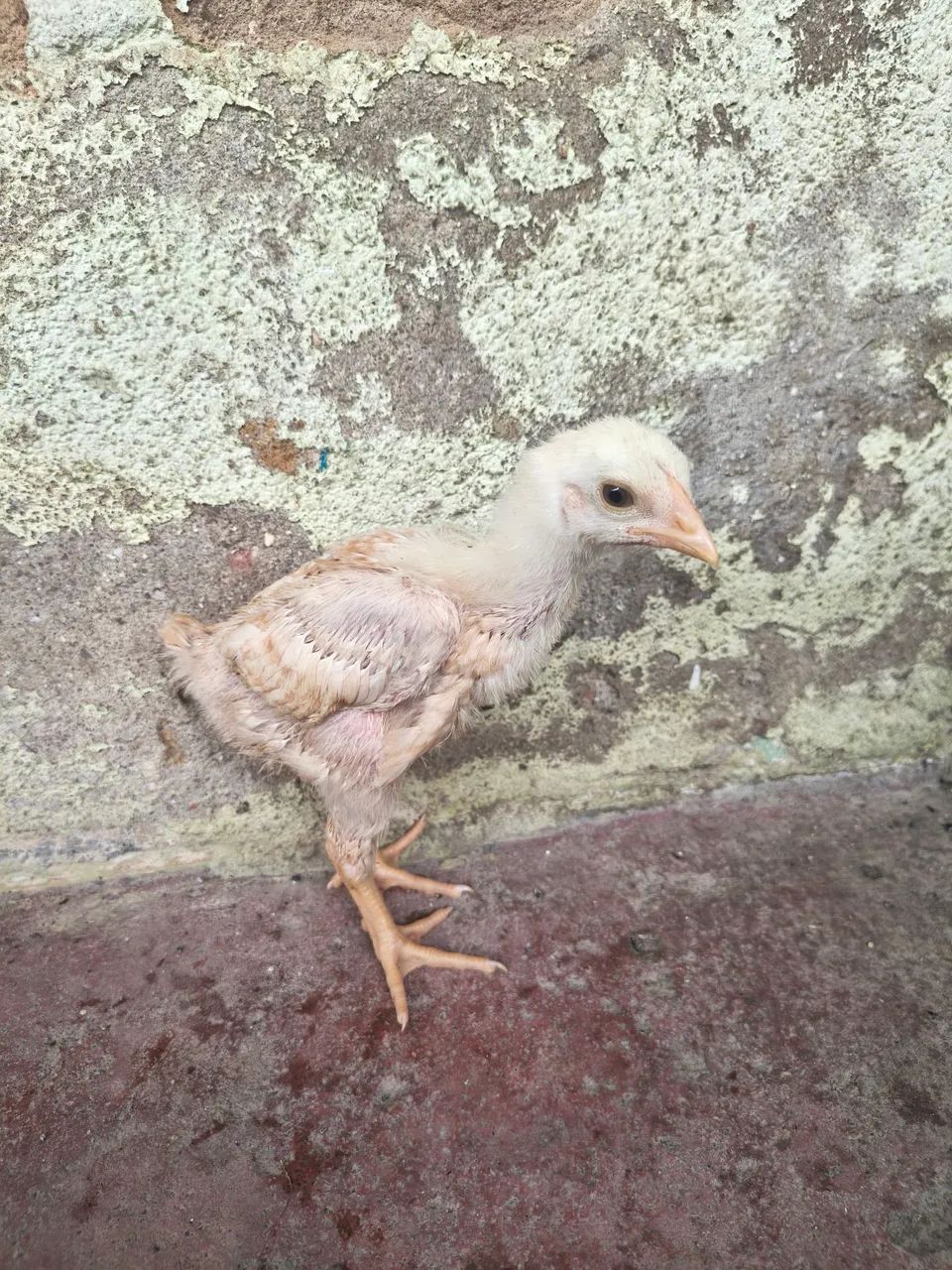 Pintinho  - Foto 3