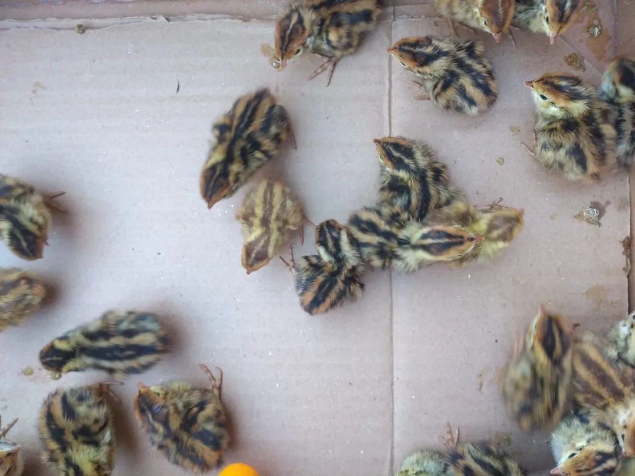30 filhotes de codornas  - Foto 3