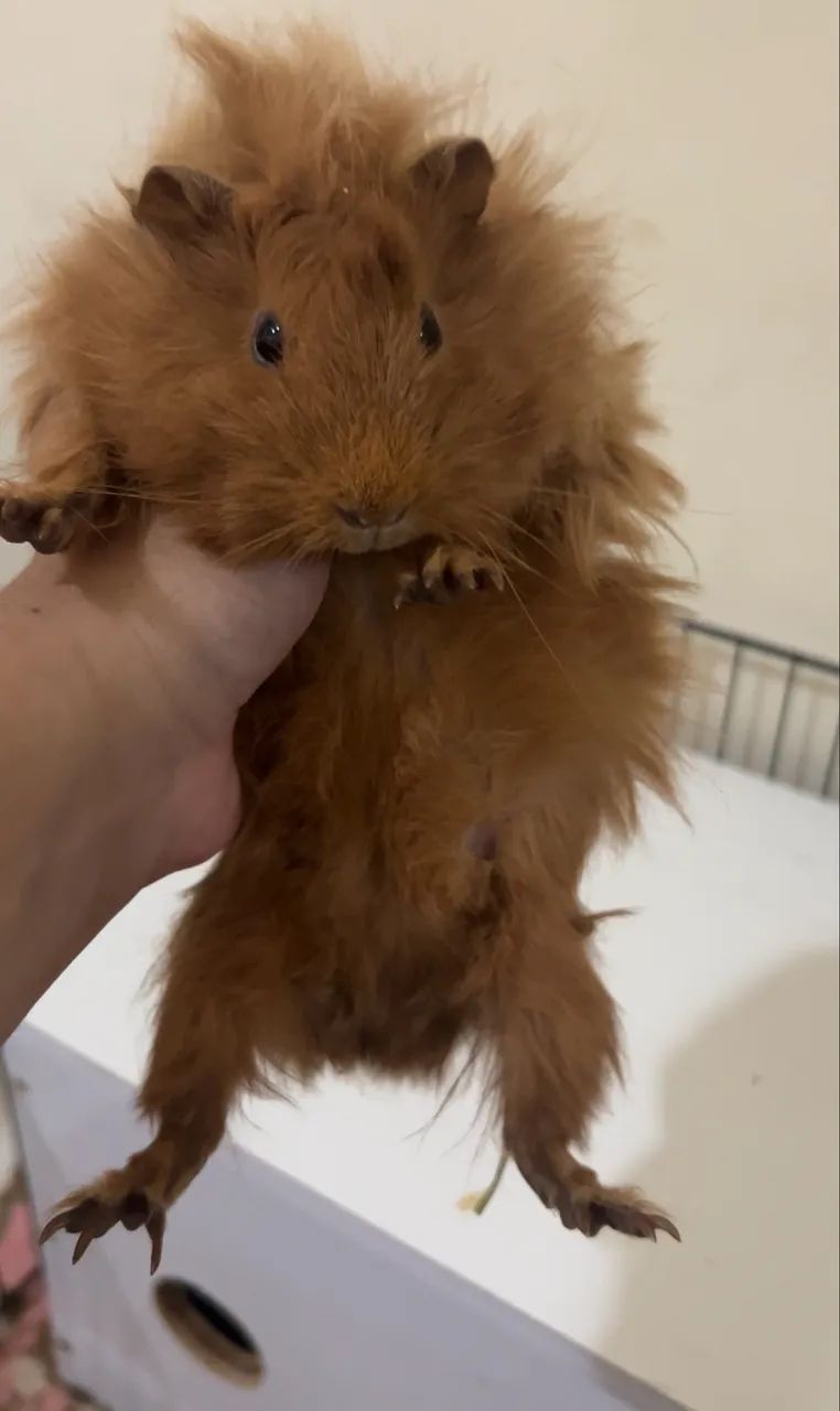 PORQUINHAS DA INDIA ANGORÁ E INGLÊS