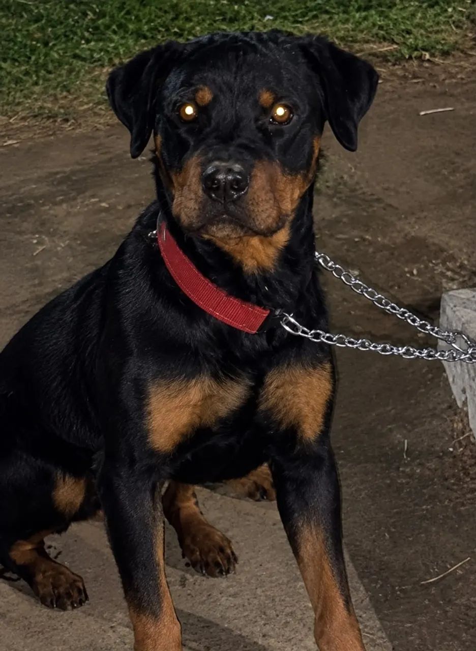 Rottweiler Filhotes - Foto 2