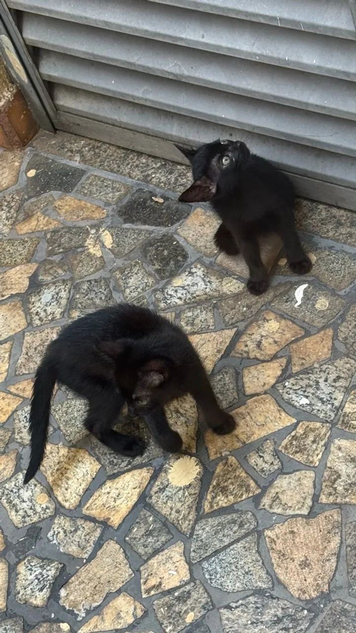 ? DOAÇÃO DE 2 GATINHAS  - Foto 3