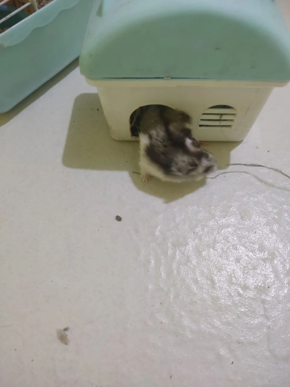 VENDO HAMSTER ?  - Foto 4