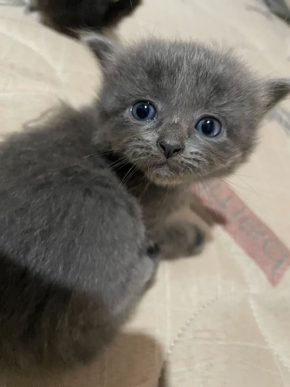 Doação de Gatinhos  - Foto 3
