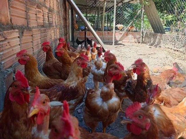 Frango vivo $ 70  - Foto 2