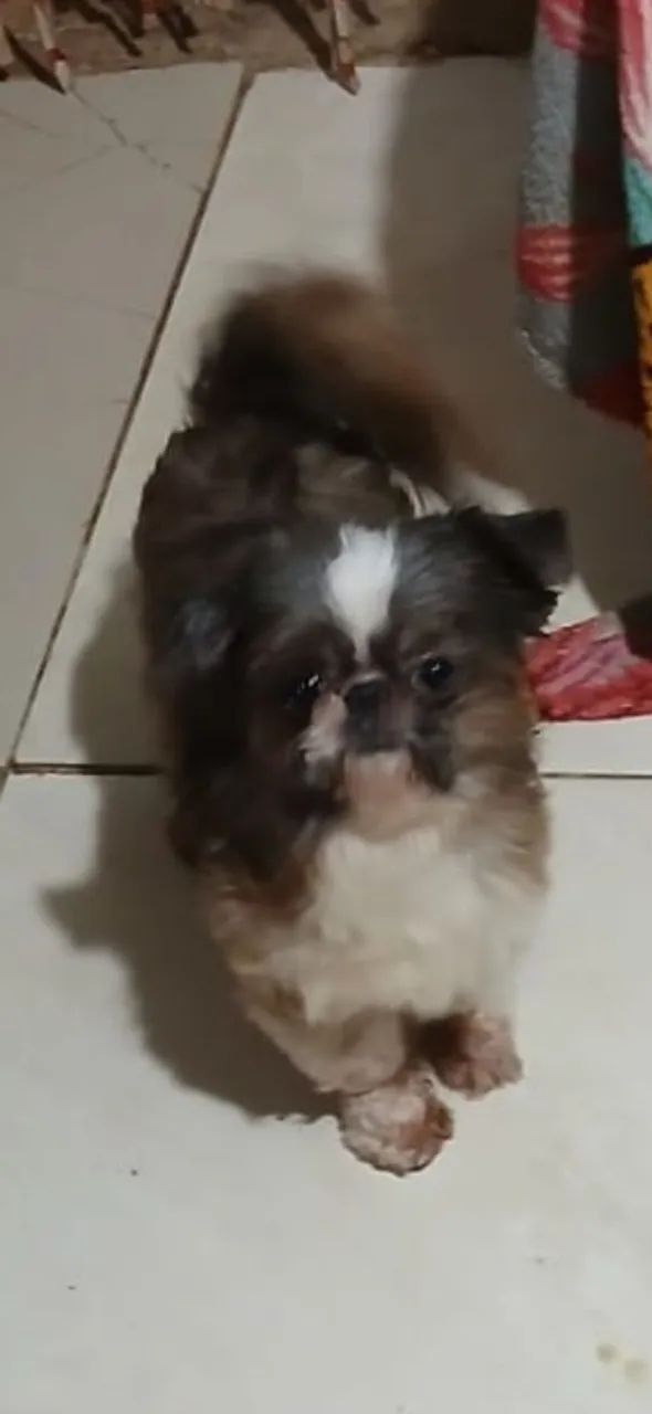Shitzu 300 reais