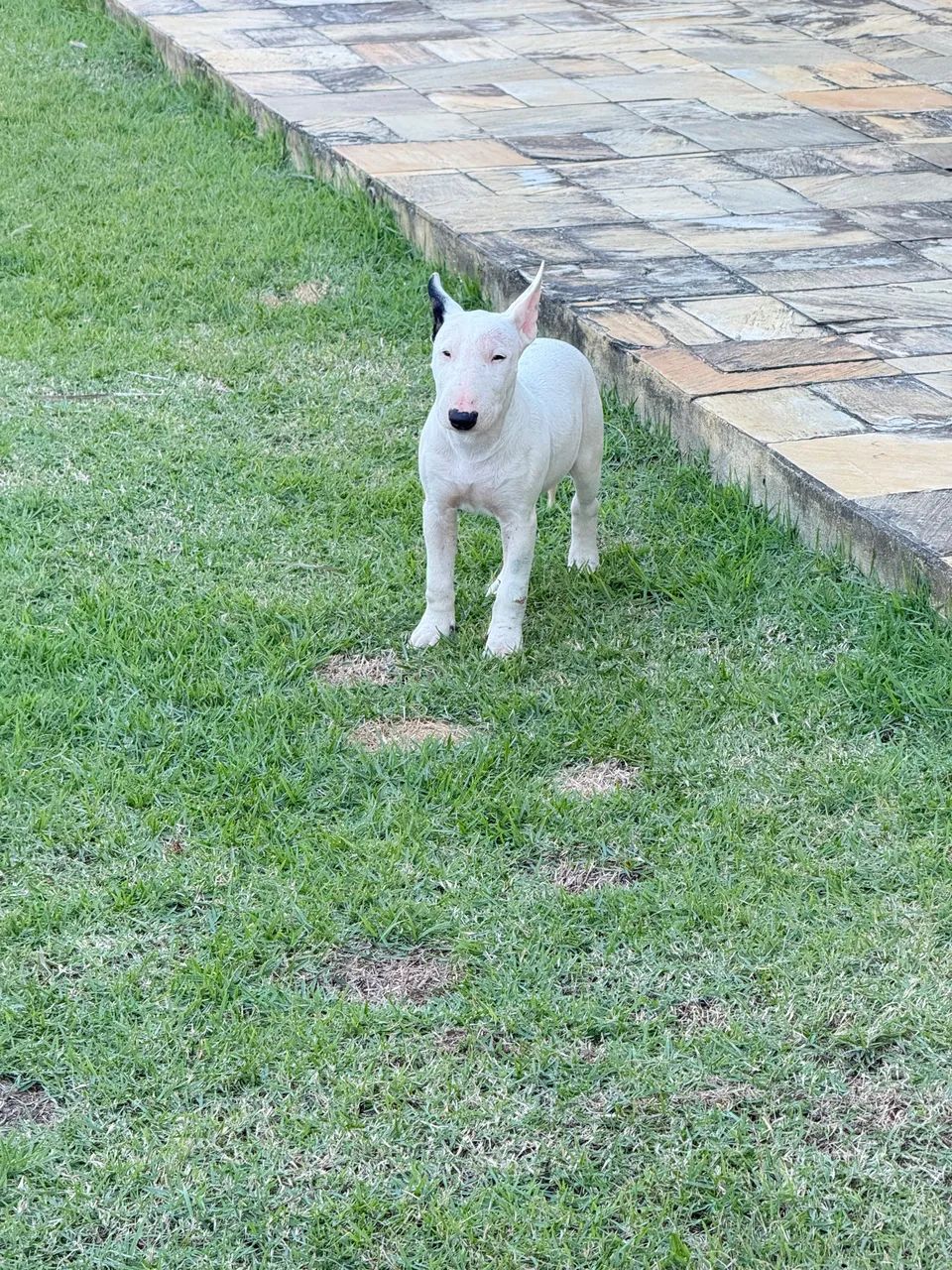 Filhote de Bull terrier com pedigree  - Foto 2