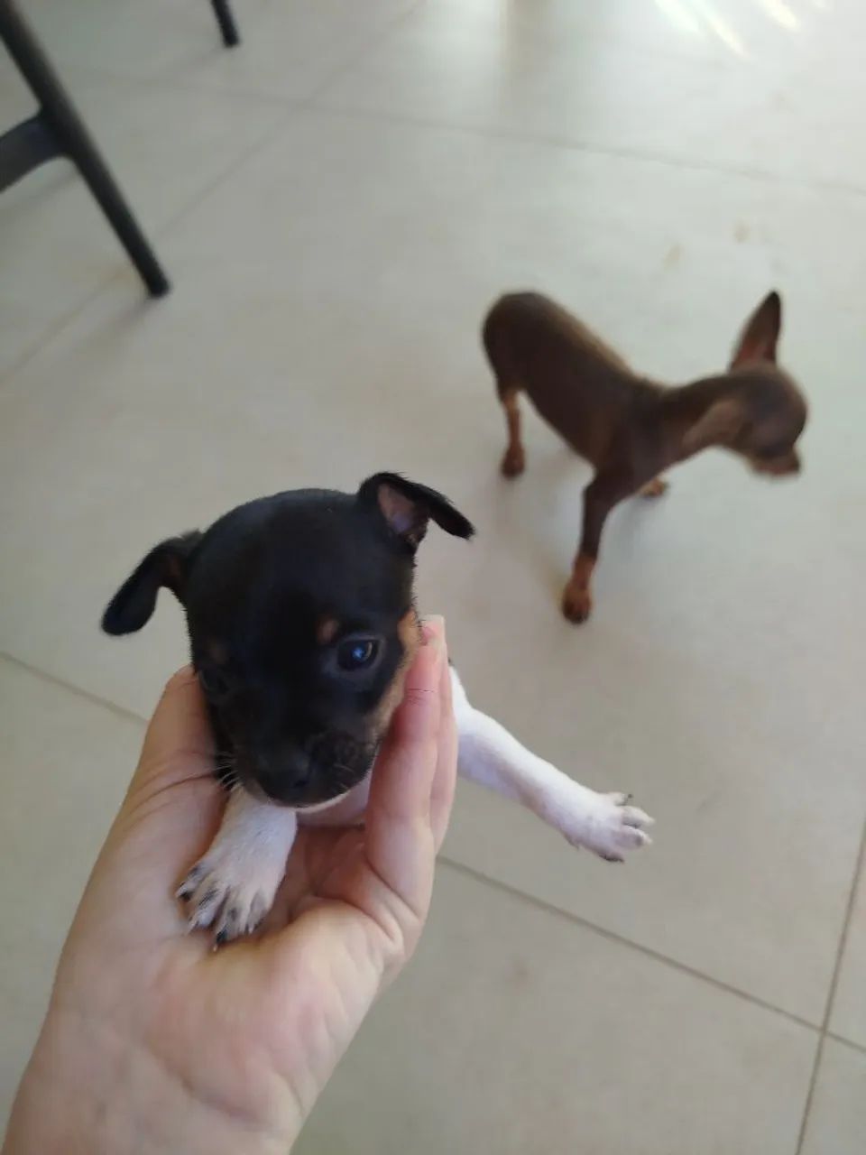 Pinscher n? 1 - Foto 2