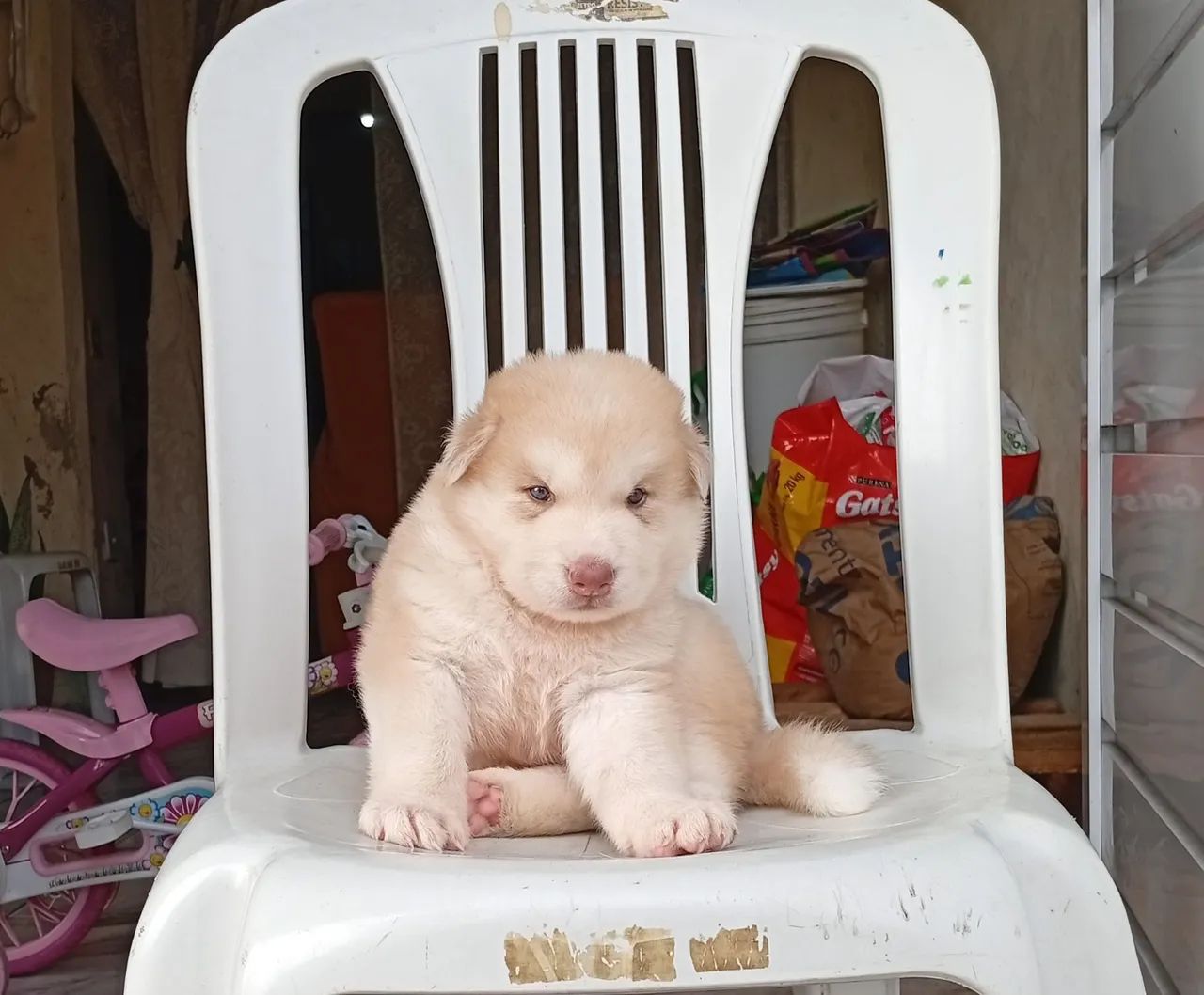 Husky siberiano macho  - Foto 3