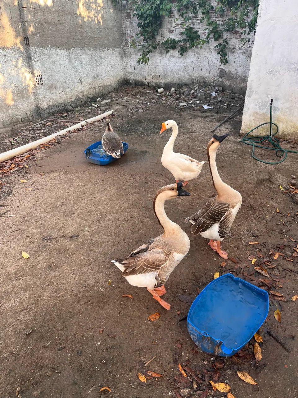 Gansos africano e chinês  - Foto 2
