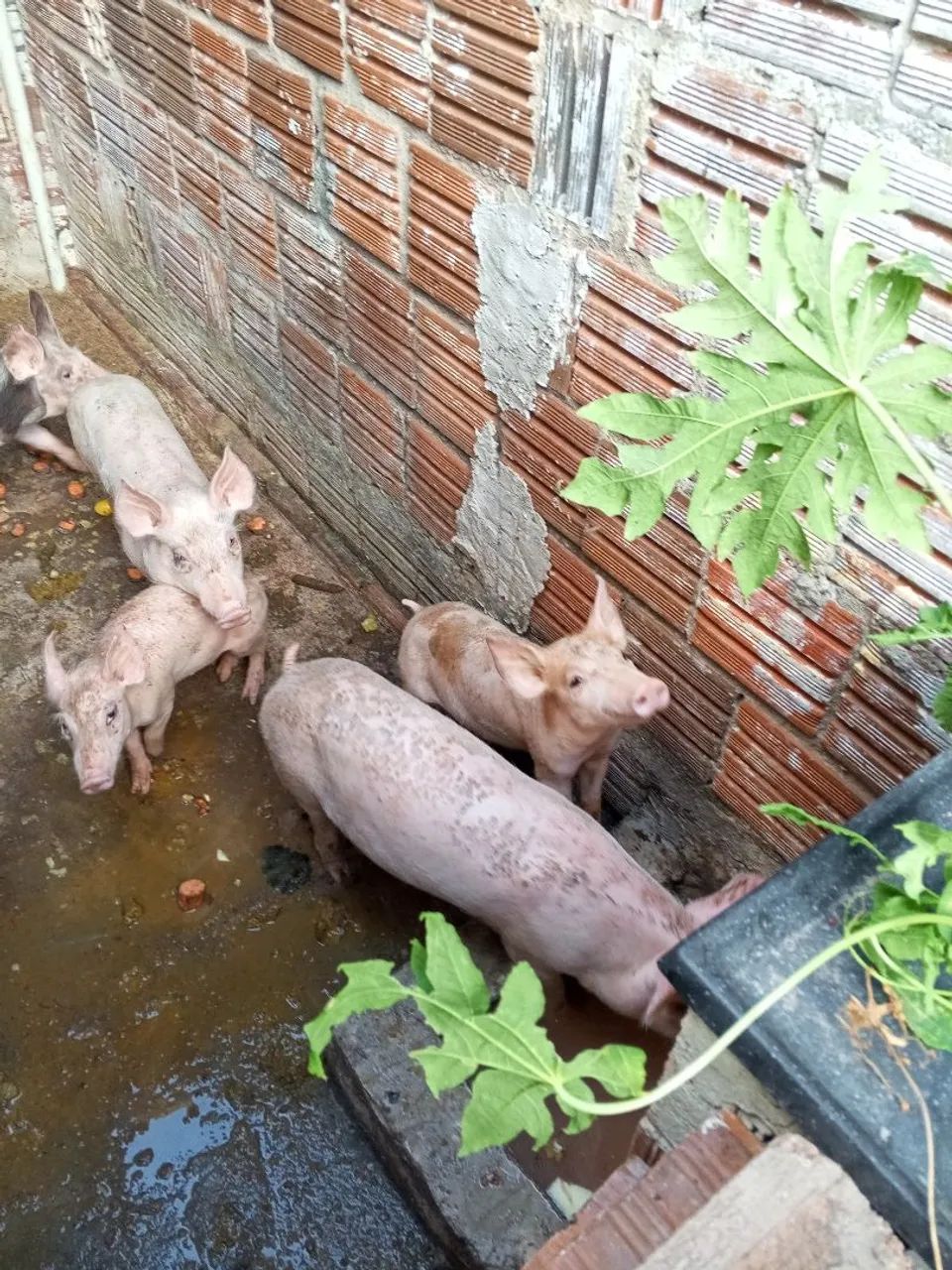 Bacurins a Venda - Foto 2