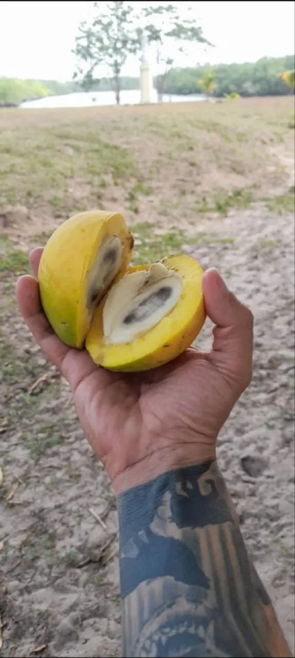 Polpas de bacuri  - Foto 2