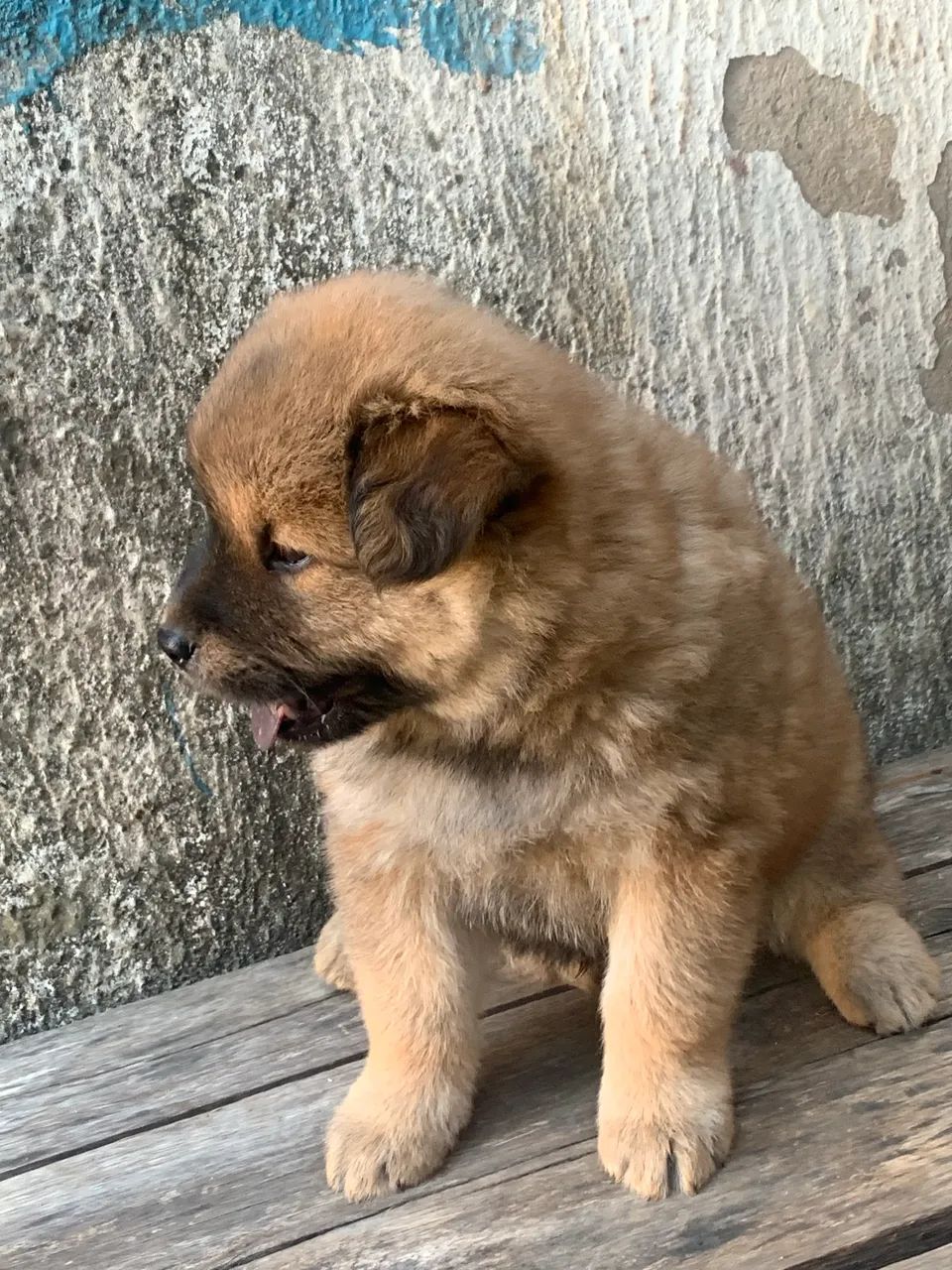 Pet - Foto 4