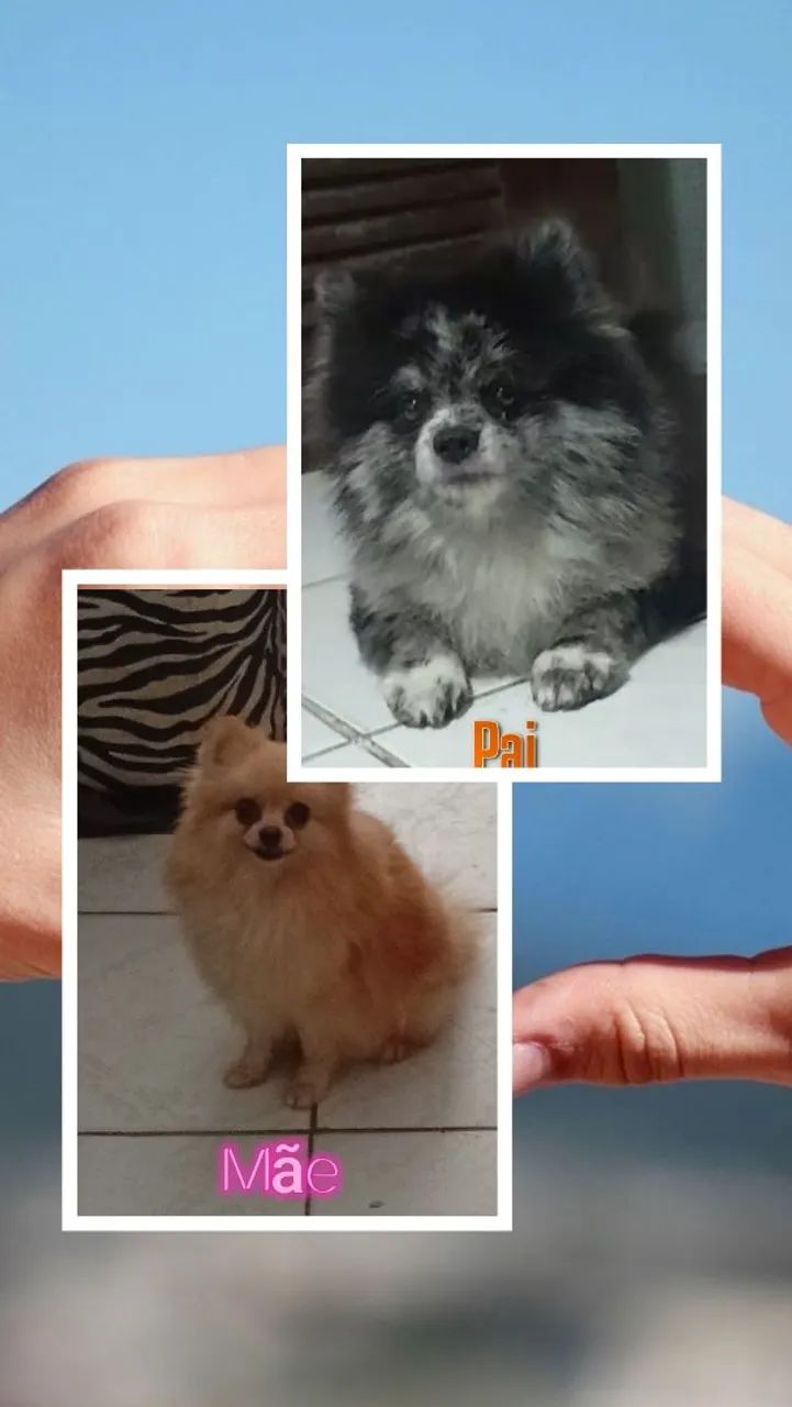 Spitz alemão anão macho. - Foto 5