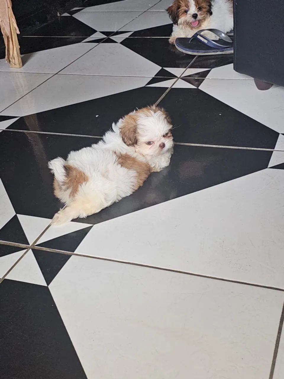 Shitzu figado fêmea 