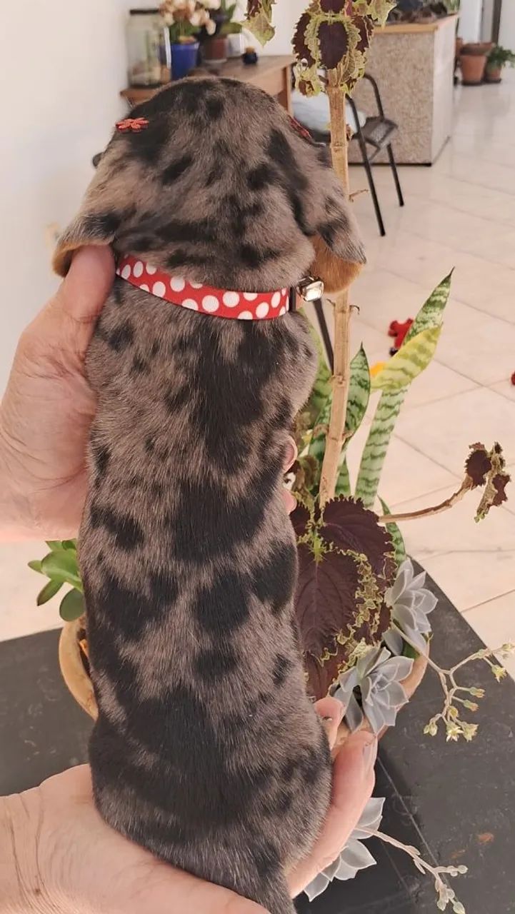 Filhote dachshund fêmea  - Foto 2