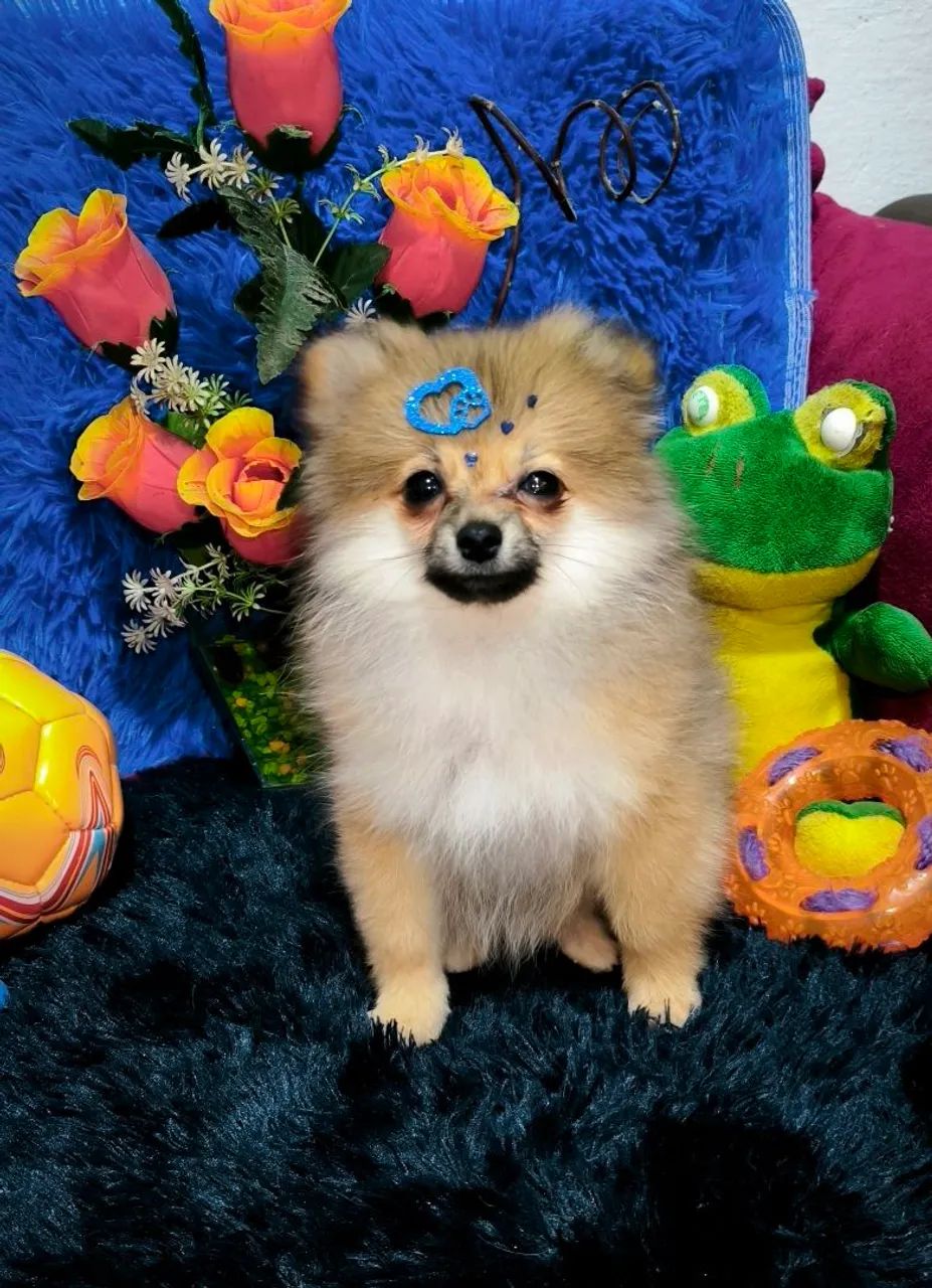 Lulu da Pomerânia macho laranja 