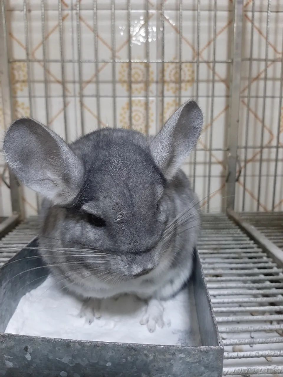 A Melhor Genética de CHINCHILAS !!!