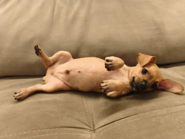 Pinscher  - Foto 3